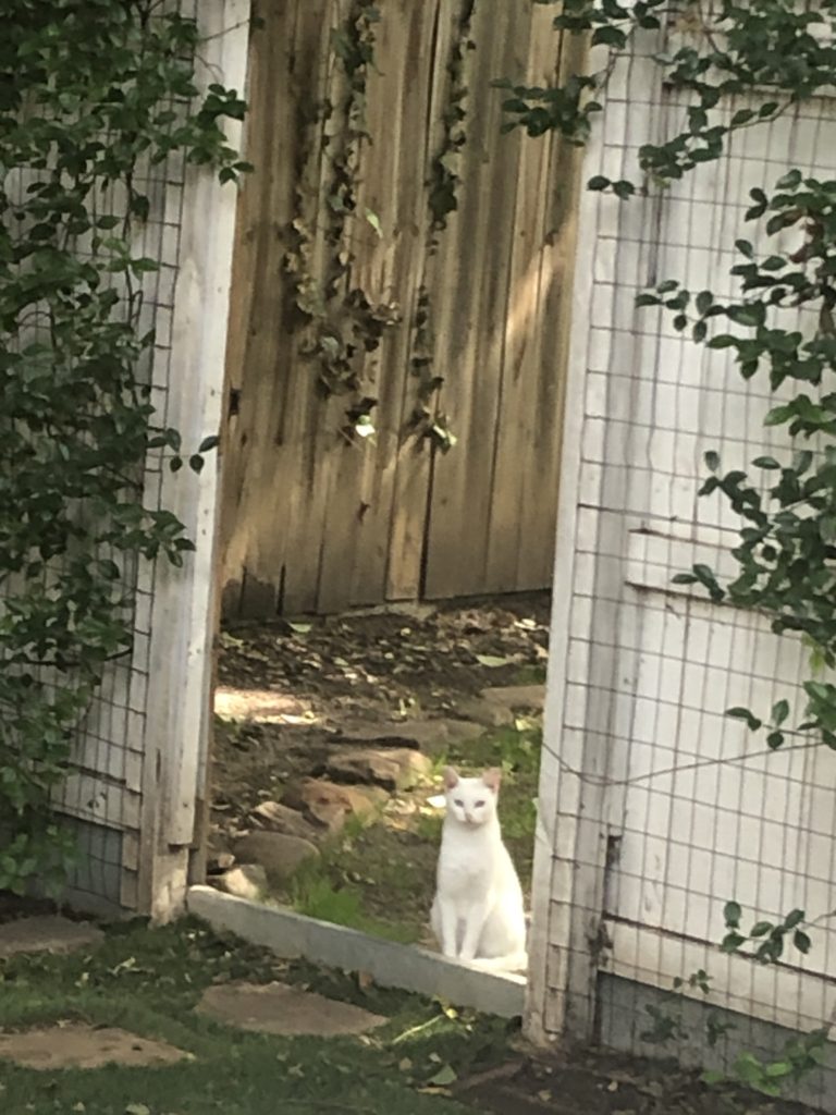 The Cat at the Gate
