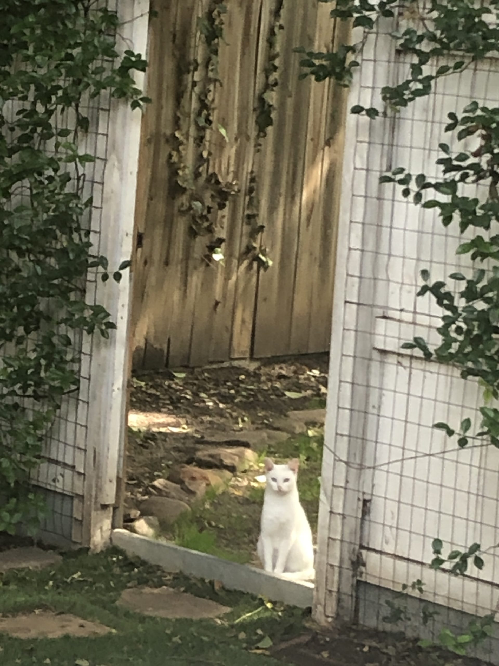 The Cate at the Gate